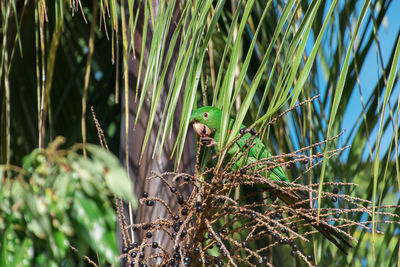 View of bird perching on tree