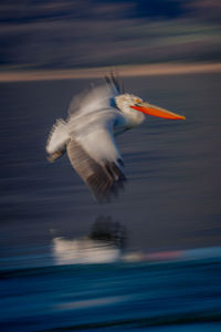 Close-up of bird flying against sky