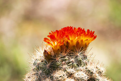 Close-up of orange cactus flower