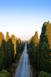 Aerial shot of the ancient and famous avenue of cypresses that from of bolgheri 
