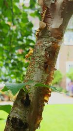 Close-up of tree trunk