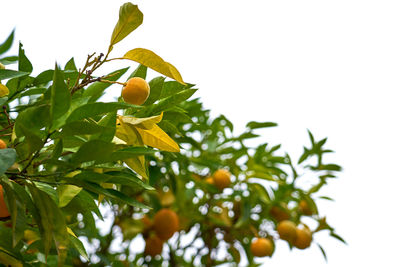 Low angle view of orange tree against sky