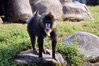 Monkey looking away on rock