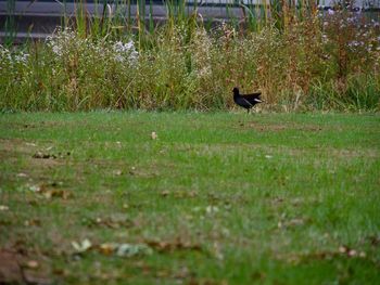 Bird on field