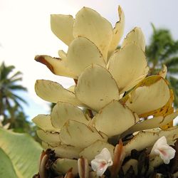 Close-up of leaves against blurred background