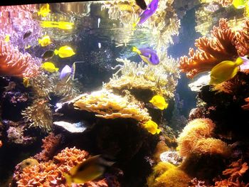 Close-up of fish underwater