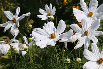 Close-up of white flower blooming in field