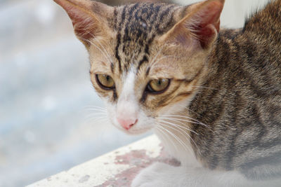 Close-up of a cat looking away