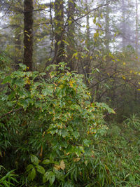 Close-up of tree in forest