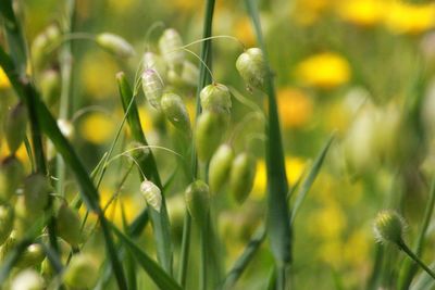 Close-up of flowering plants on field