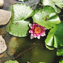 Close-up of lotus water lily in pond