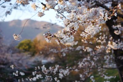 Low angle view of apple blossoms in spring