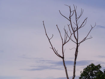 Low angle view of bare tree against sky