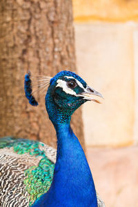 Close-up of a peacock