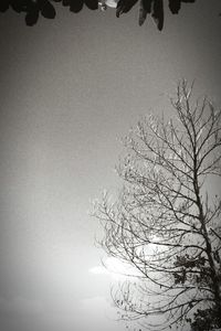 Low angle view of bare tree against sky
