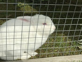 Close-up of bird in cage