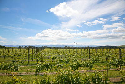Vineyard against sky
