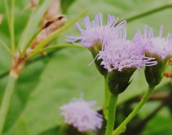 Close-up of insect on flowers