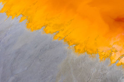 Close-up of yellow flowers on orange wall