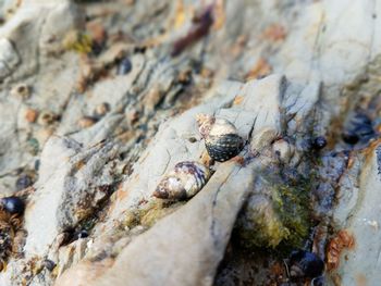 Close-up of lizard on rock