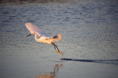 Close-up of bird flying over lake