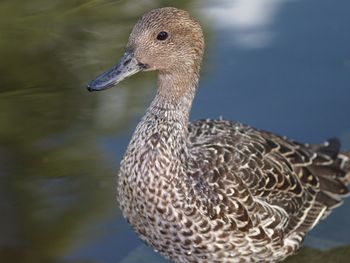 Close up of bird
