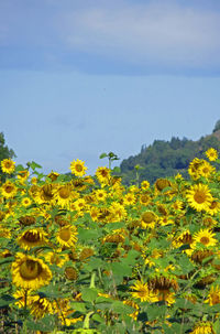 Close-up of yellow flowers blooming in field against sky