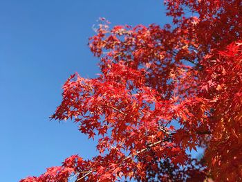 Low angle view of autumnal tree against clear blue sky