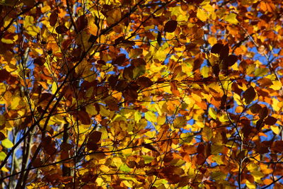 Close-up of maple tree