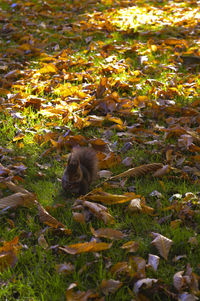 Cat on leaf