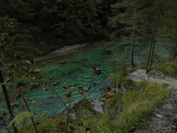 High angle view of ducks in forest