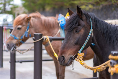 Close-up of horse in ranch