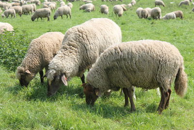 Sheep grazing on field