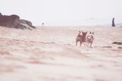 Surface level of dogs on sand against sky