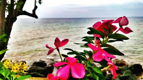 Close-up of pink flowers