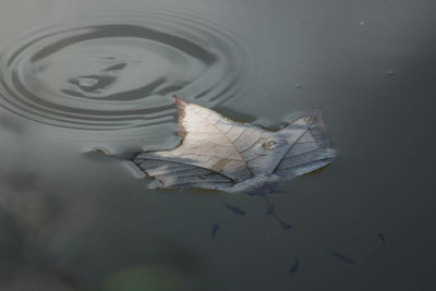 High angle view of turtle in lake