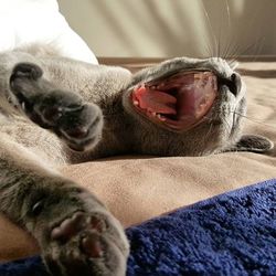 Close-up portrait of a dog resting