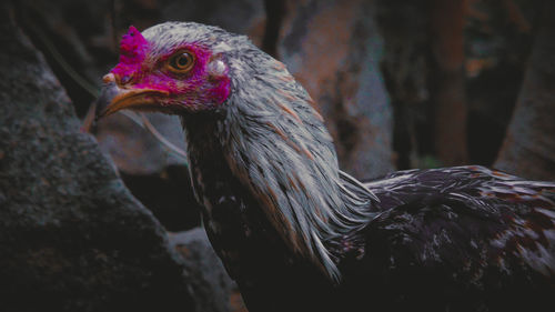 Close-up of a bird