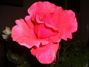 Close-up of pink rose