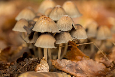 Close-up of mushrooms growing on field