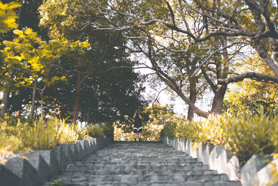 Narrow pathway along trees