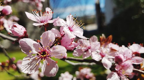 Close-up of pink cherry blossoms