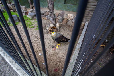 High angle view of a bird