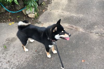 High angle view of dog on footpath