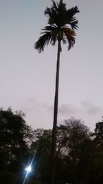 Low angle view of palm trees against sky