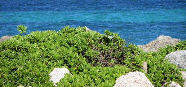 High angle view of plants by sea