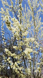 Low angle view of blooming tree against sky