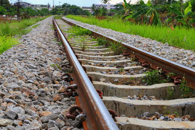 Railroad tracks amidst plants