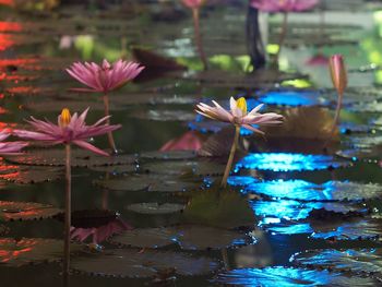 Close-up of flowers floating on lake