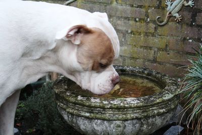 Close-up of dog drinking water from fountain